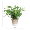 Calathea Rufibarba met Mand Lissabon wit - 55cm -Planten-Planten Magie
