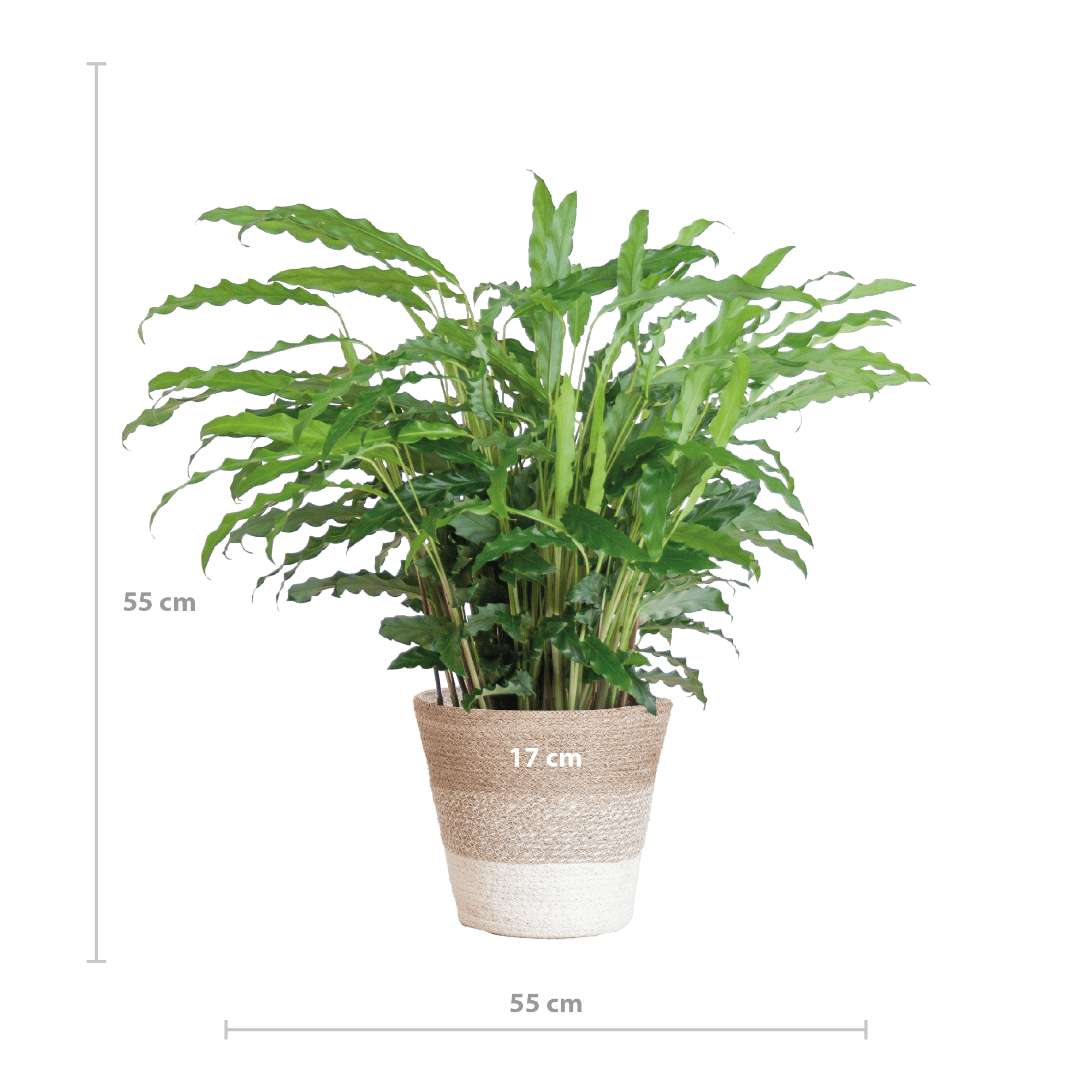 Calathea Rufibarba met Mand Lissabon wit - 55cm -Planten-Planten Magie