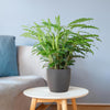 Calathea Rufibarba met Mand Lissabon wit - 55cm -Planten-Planten Magie