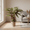 Calathea Rufibarba Ø17cm - ↕40 - 50cm-Planten-Planten Magie