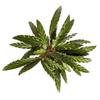 Calathea Rufibarba Ø17cm - ↕40 - 50cm-Planten-Planten Magie