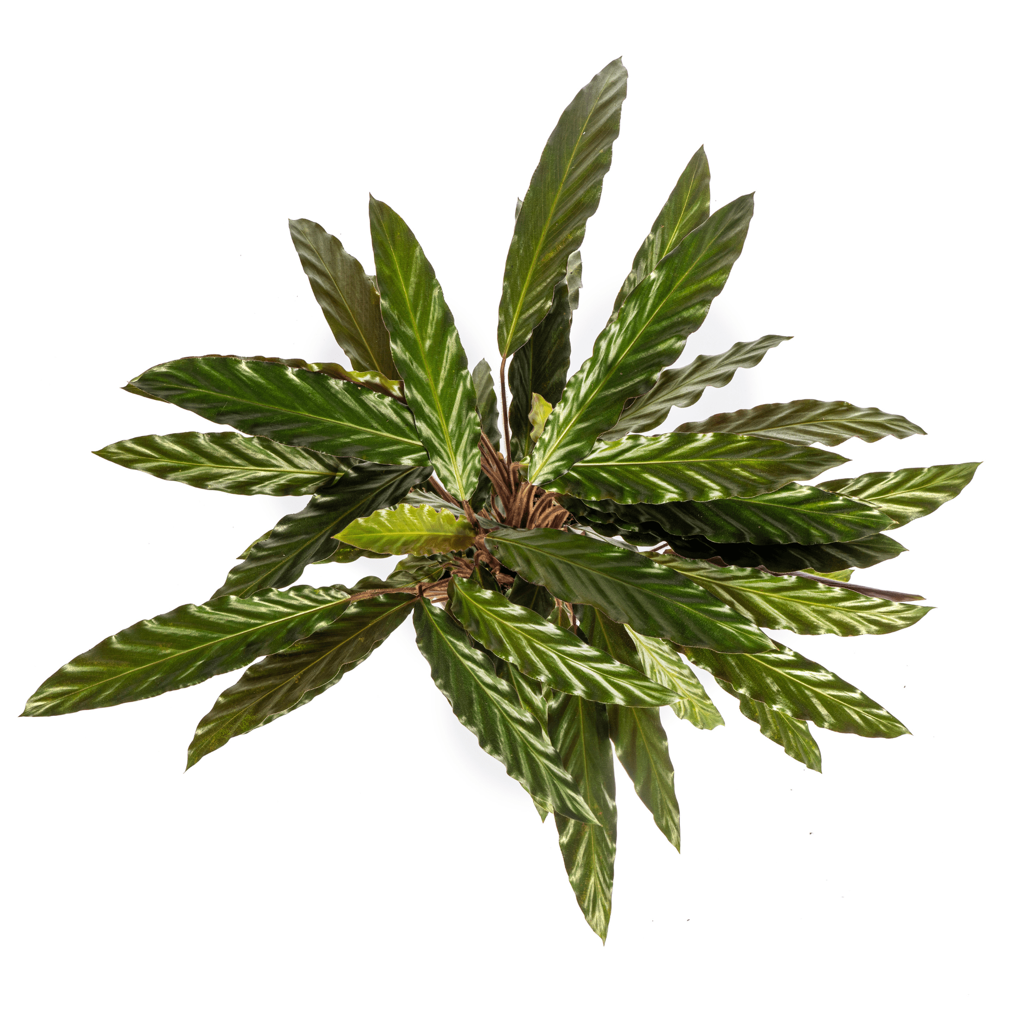 Calathea Rufibarba Ø17cm - ↕40 - 50cm-Planten-Planten Magie