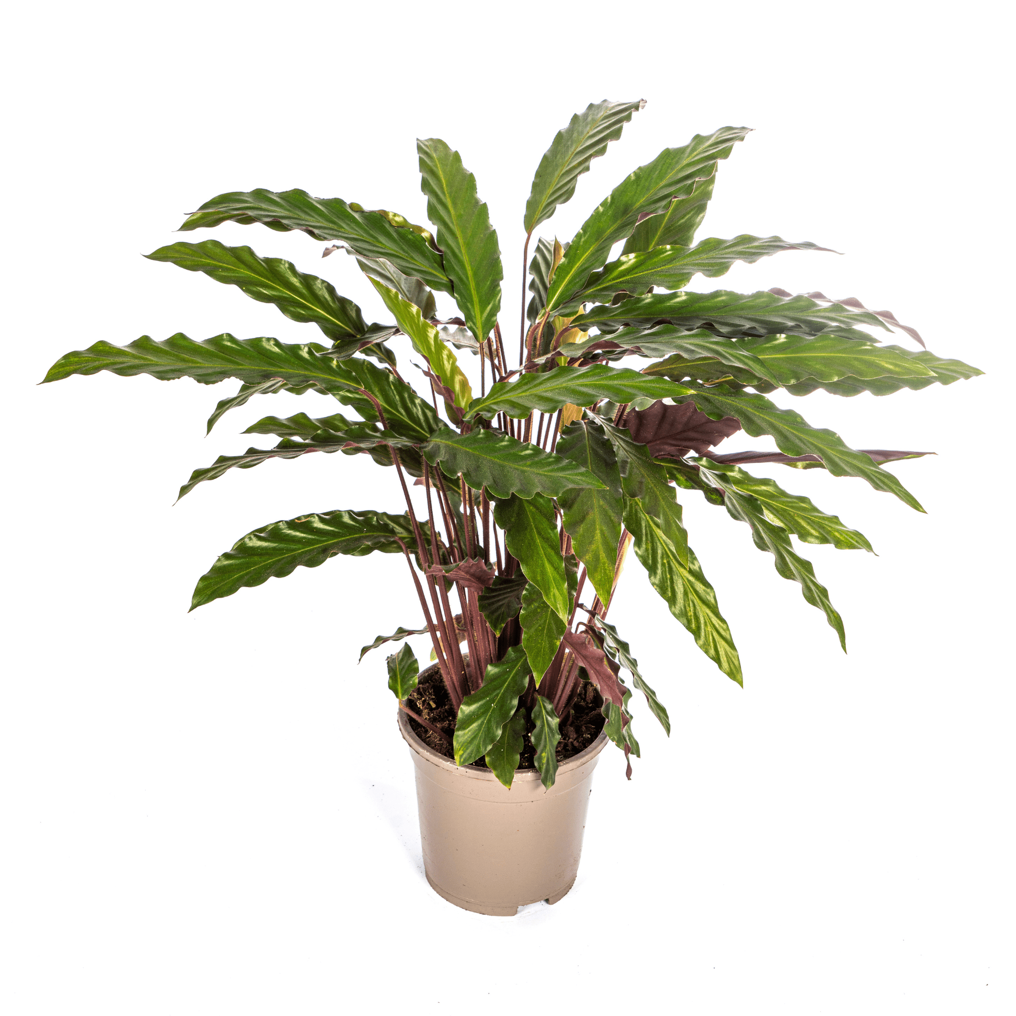 Calathea Rufibarba Ø17cm - ↕40 - 50cm-Planten-Planten Magie