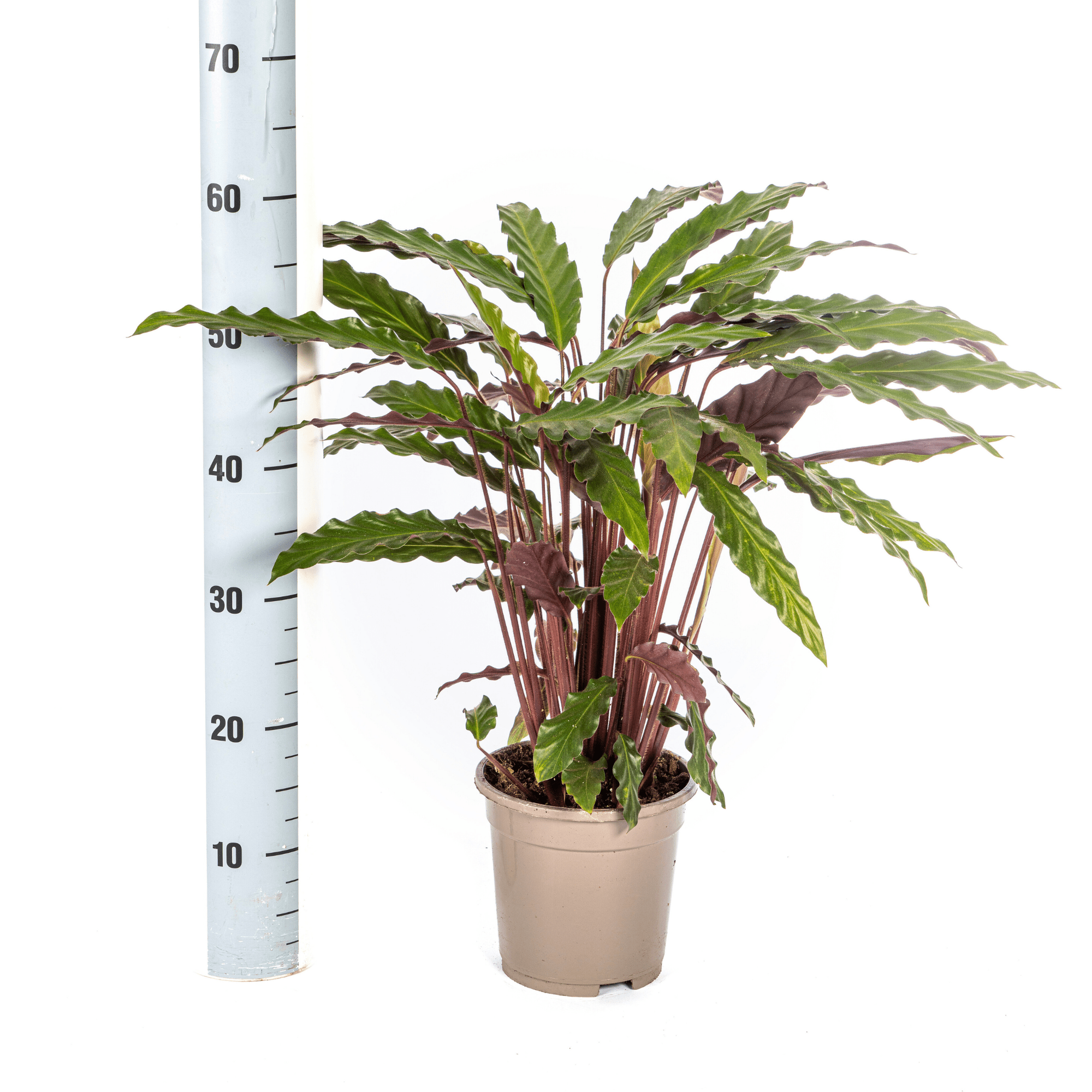 Calathea Rufibarba – Ø 17 cm – ↕ 40–50 cm