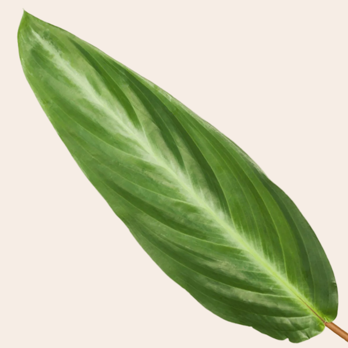 Calathea Stripestar - 40 cm - Ø12cm-Plant-Planten Magie
