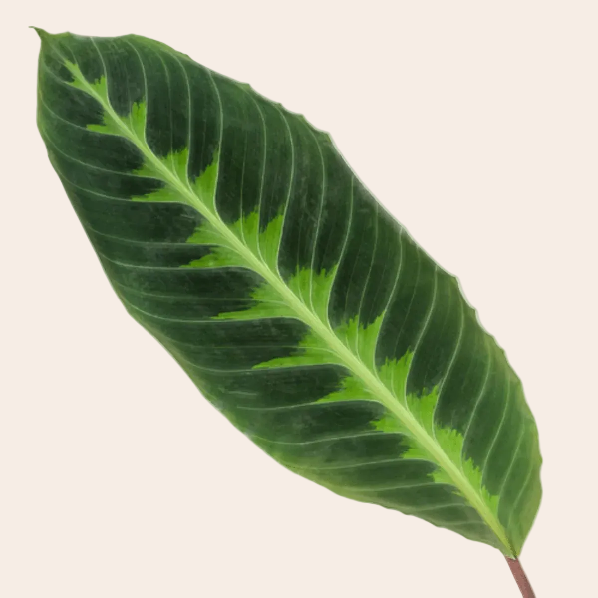 Calathea Warscewiczii  90 cm   21 cm  Zimmerpflanze | Plant Magic   Planten Magie