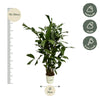Caryota Mitis - 120 cm - Ø21cm-Plant-Planten Magie