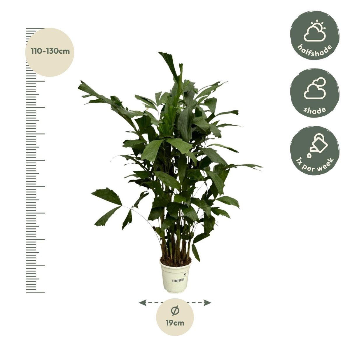 Caryota Mitis - 120 cm - Ø21cm-Plant-Planten Magie