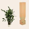 Caryota Mitis - 120 cm - Ø21cm-Plant-Planten Magie