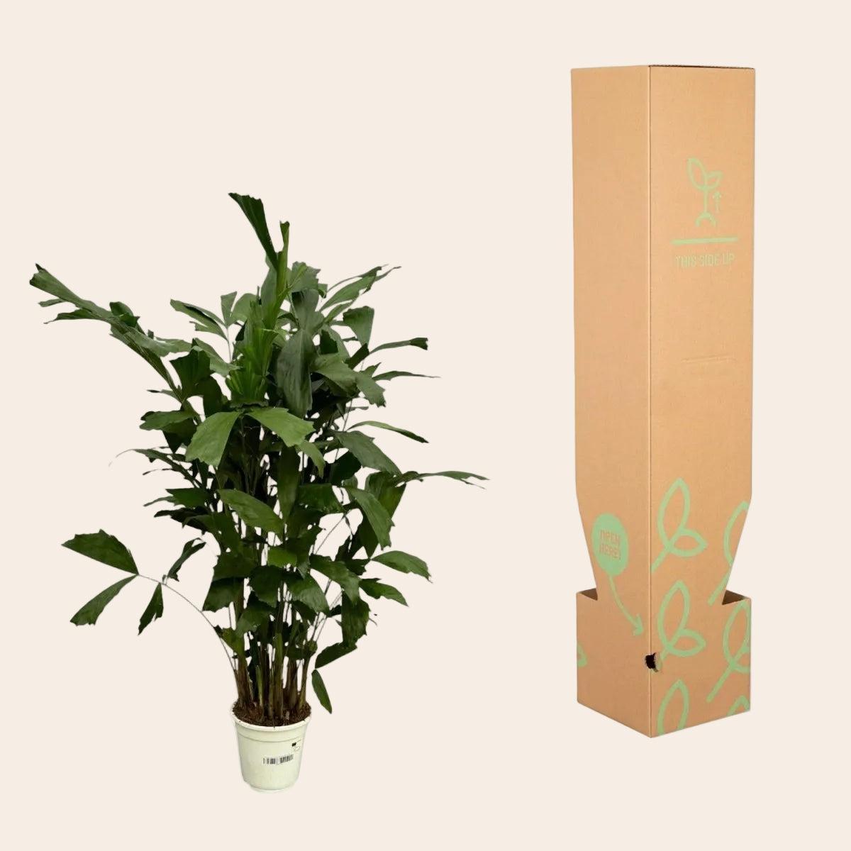 Caryota Mitis - 120 cm - Ø21cm-Plant-Planten Magie