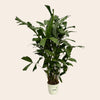 Caryota Mitis - 120 cm - Ø21cm-Plant-Planten Magie