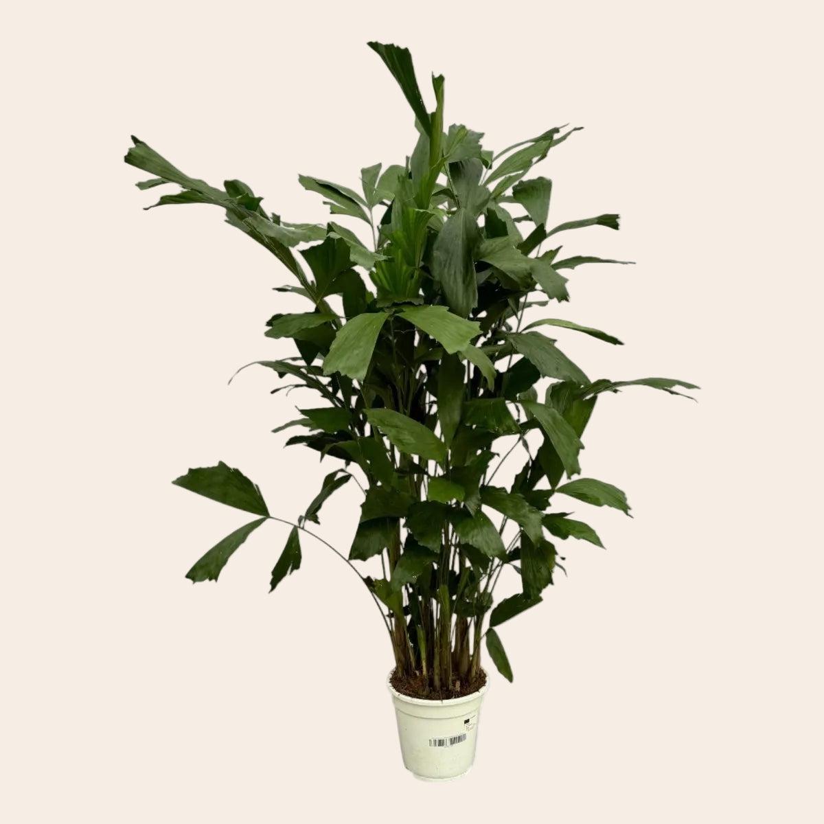 Caryota Mitis - 120 cm - Ø21cm-Plant-Planten Magie