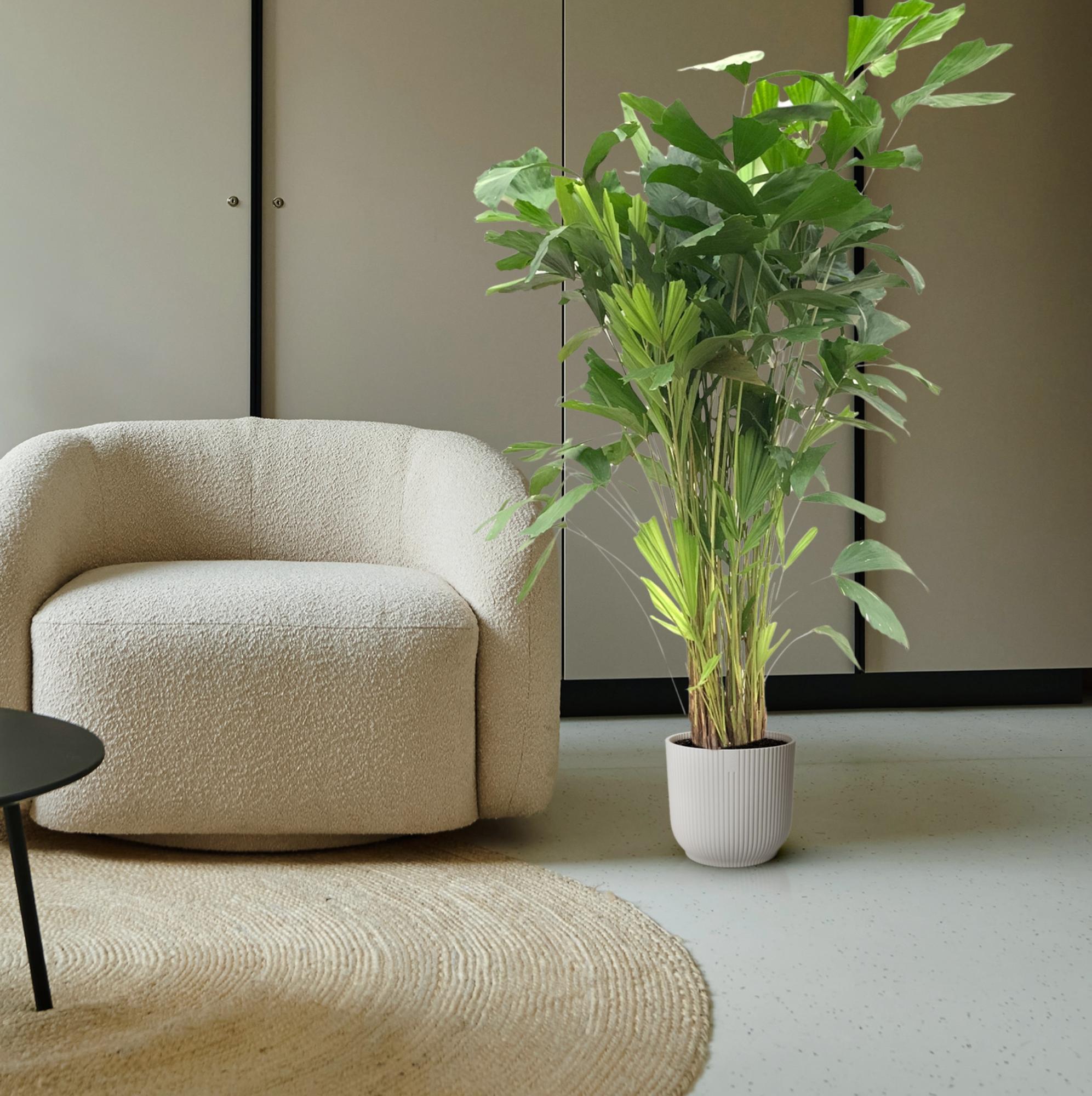 Caryota Mitis - 120 cm - Ø21cm-Planten-Planten Magie