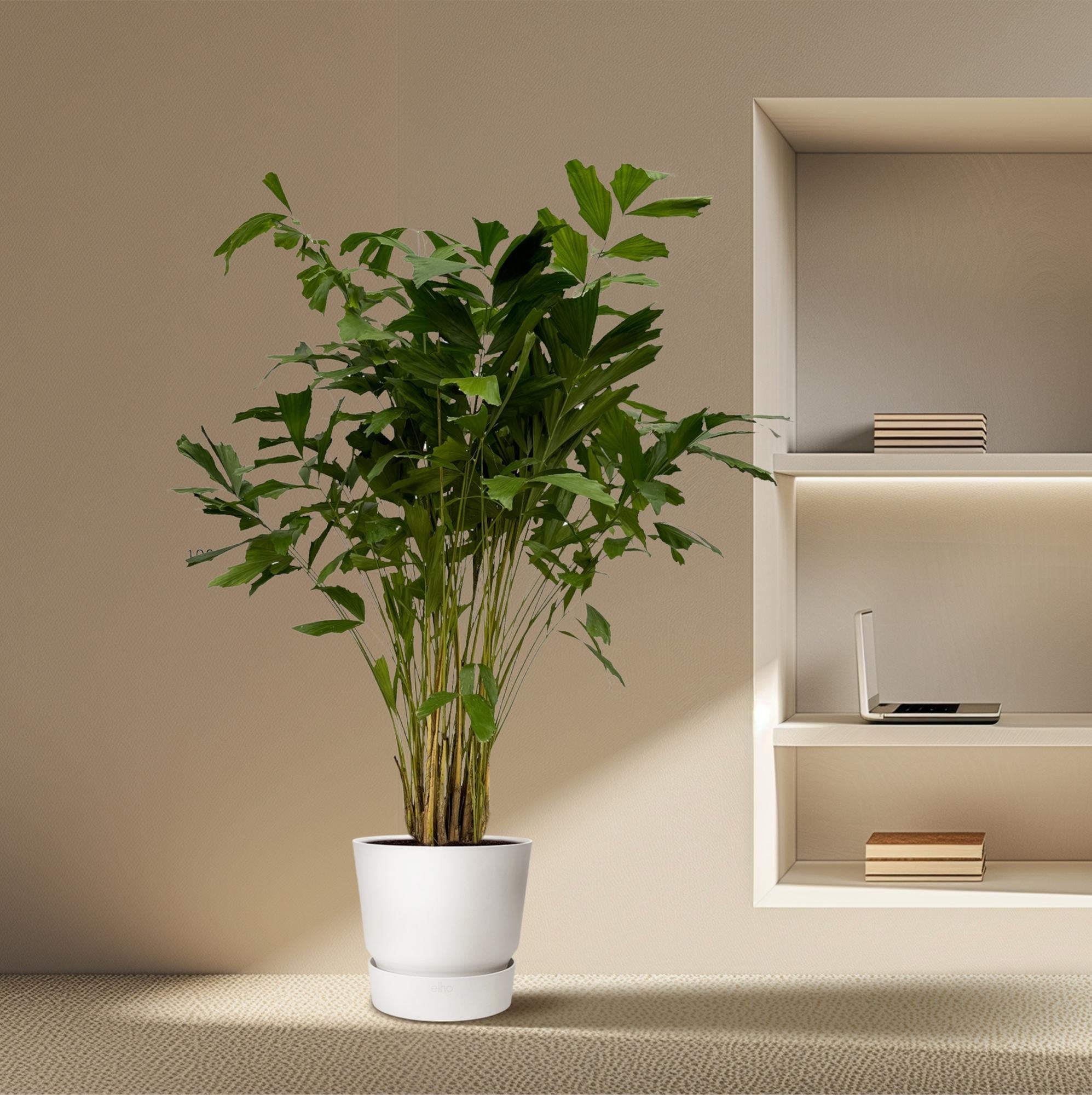 Caryota Mitis - 250 cm - tropische kamerplant-Planten-Planten Magie