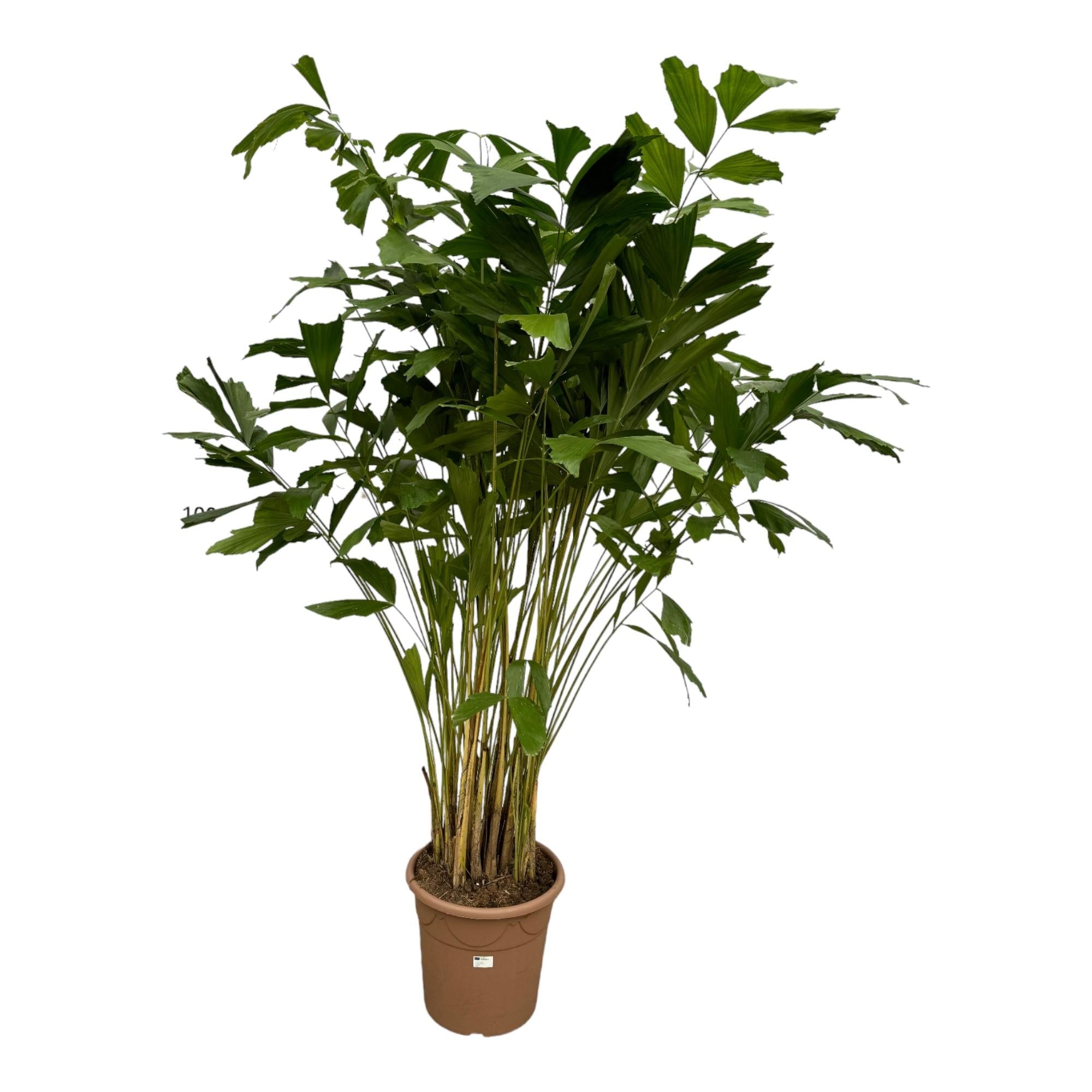 Caryota Mitis - 250 cm - tropische kamerplant-Planten-Planten Magie