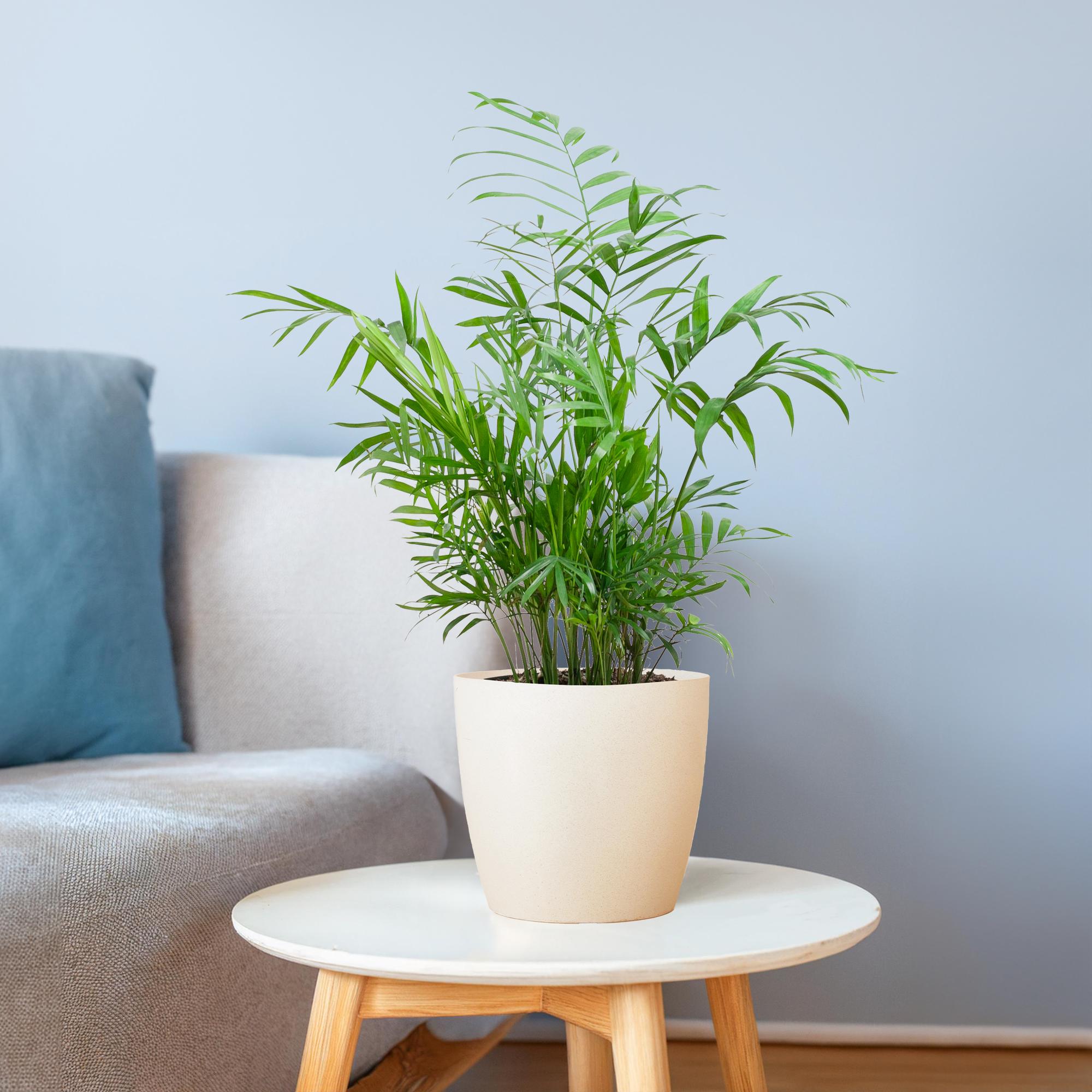 Chamadorea Elegans met Sofia mand naturel - 55cm - Plant - plantenmagie