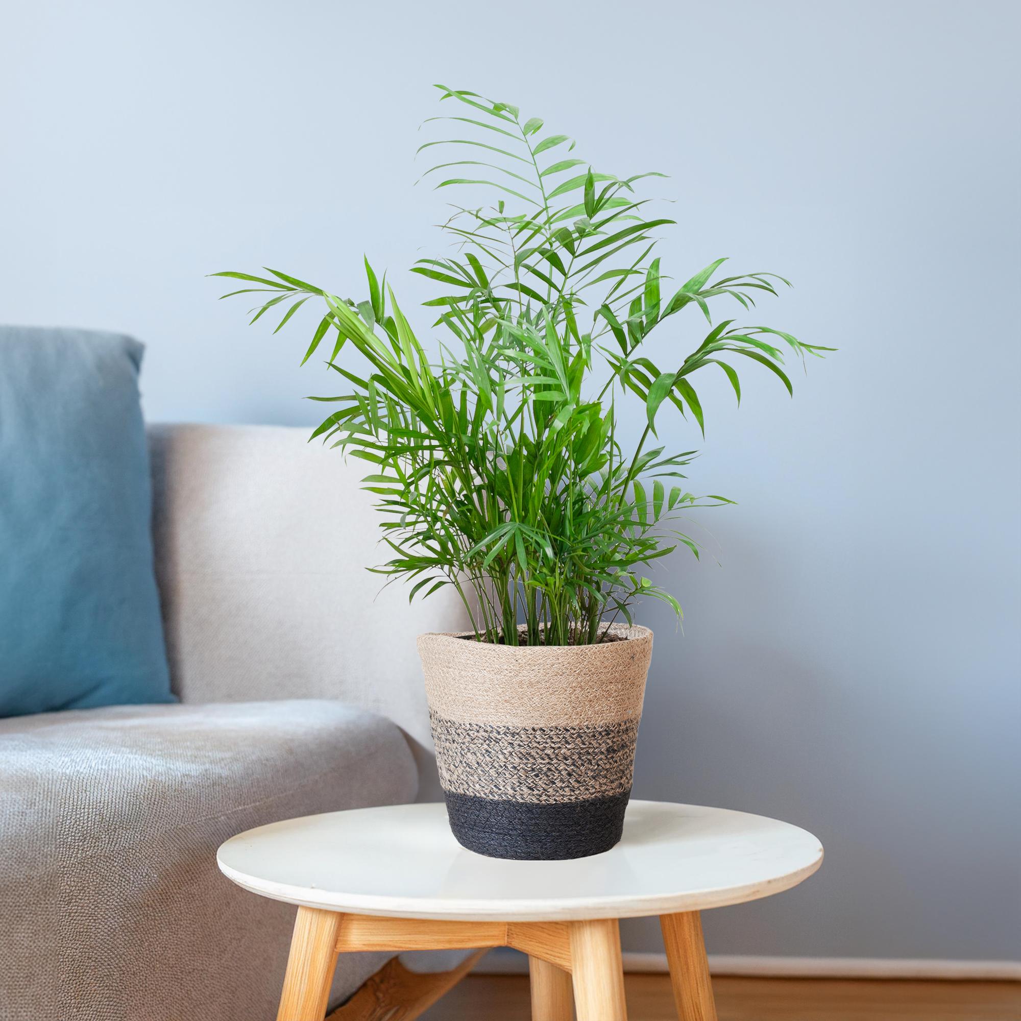 Chamadorea Elegans met Sofia mand naturel - 55cm - Plant - plantenmagie
