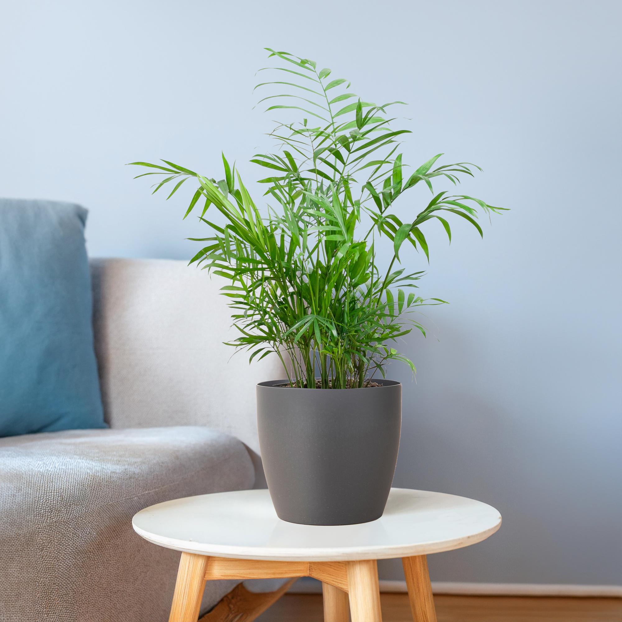 Chamadorea Elegans met Sofia mand naturel - 55cm - Plant - plantenmagie