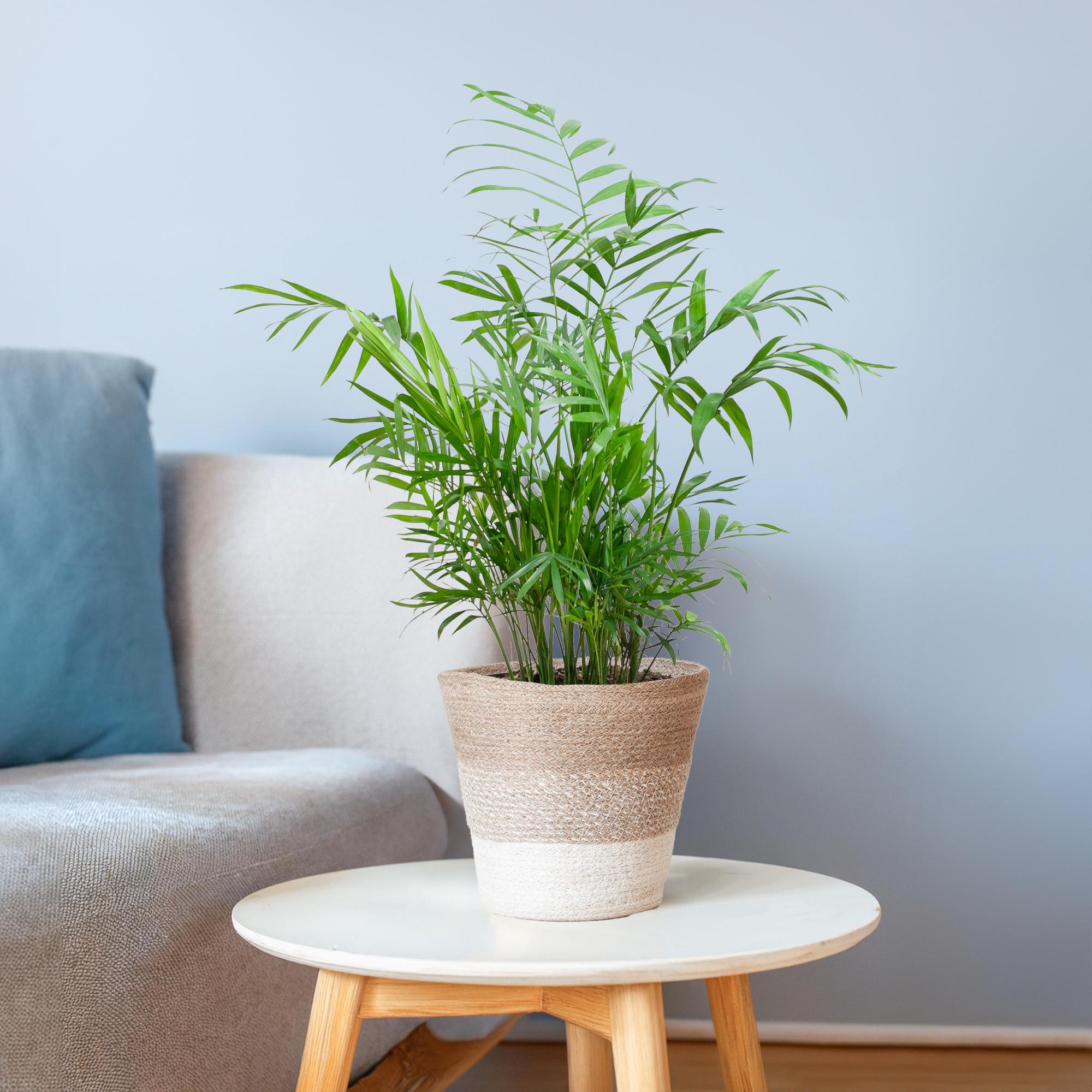 Chamadorea Elegans met Sofia mand naturel - 55cm - Plant - plantenmagie