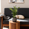 Chamaedorea elegans - Goudpalm - 4 Planten - Pot 12cm - Hoogte 35-40cm-Plant-Planten Magie
