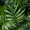 Chamaedorea elegans - Goudpalm - 4 Planten - Pot 12cm - Hoogte 35-40cm-Plant-Planten Magie