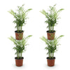 Chamaedorea elegans - Goudpalm - 4 Planten - Pot 12cm - Hoogte 35-40cm-Plant-Planten Magie