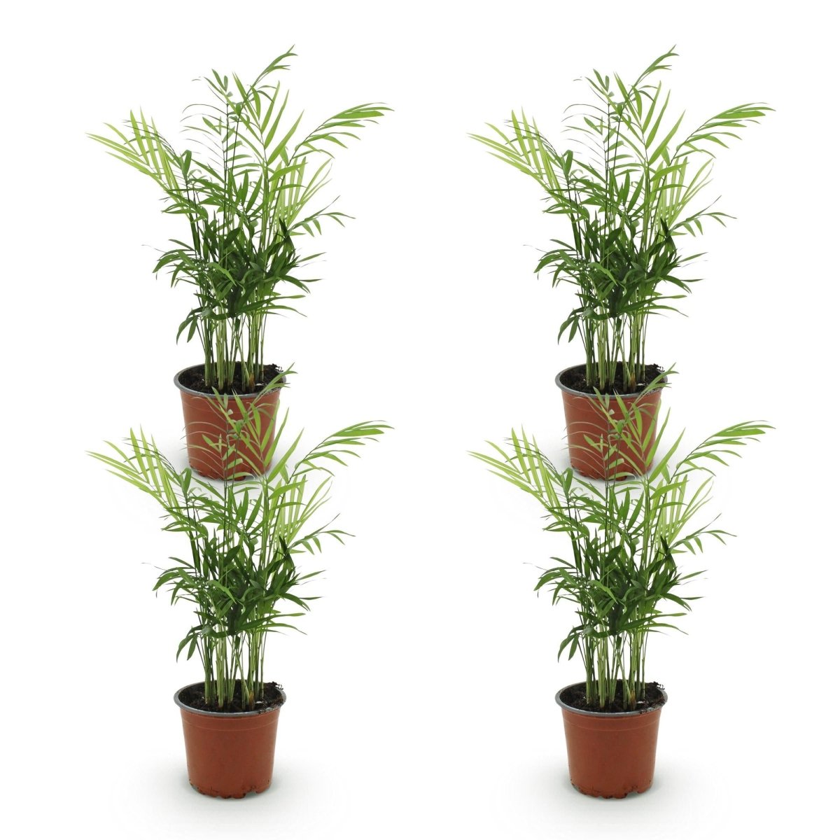 Chamaedorea elegans - Goudpalm - 4 Planten - Pot 12cm - Hoogte 35-40cm-Plant-Planten Magie