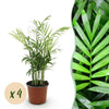Chamaedorea elegans - Goudpalm - 4 Planten - Pot 12cm - Hoogte 35-40cm-Plant-Planten Magie
