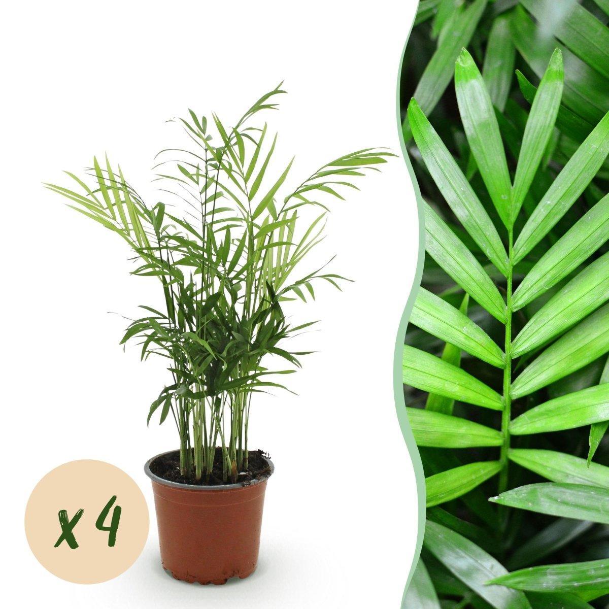 Chamaedorea elegans - Goudpalm - 4 Planten - Pot 12cm - Hoogte 35-40cm-Plant-Planten Magie