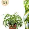 Chlorophytum comosum Bonnie - Krullende Graslelie -4 Planten - Hoogte 20-25cm-Plant-Planten Magie