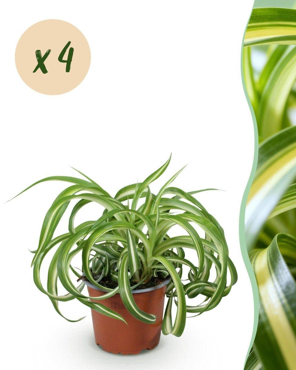 Chlorophytum comosum Bonnie - Krullende Graslelie -4 Planten - Hoogte 20-25cm-Plant-Planten Magie