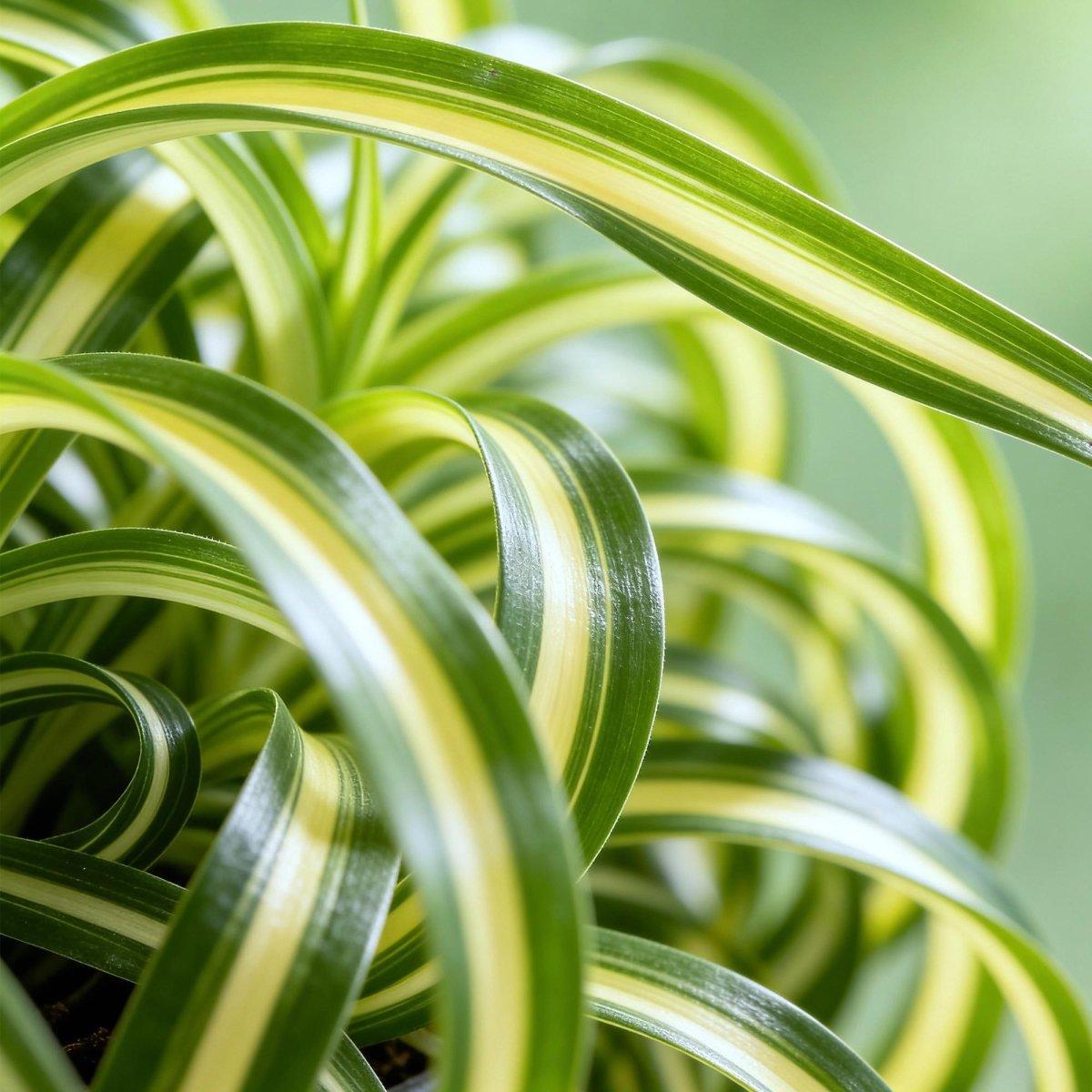 Chlorophytum comosum Bonnie - Krullende Graslelie -4 Planten - Hoogte 20-25cm-Plant-Planten Magie