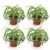Chlorophytum comosum Bonnie - Krullende Graslelie -4 Planten - Hoogte 20-25cm-Plant-Planten Magie