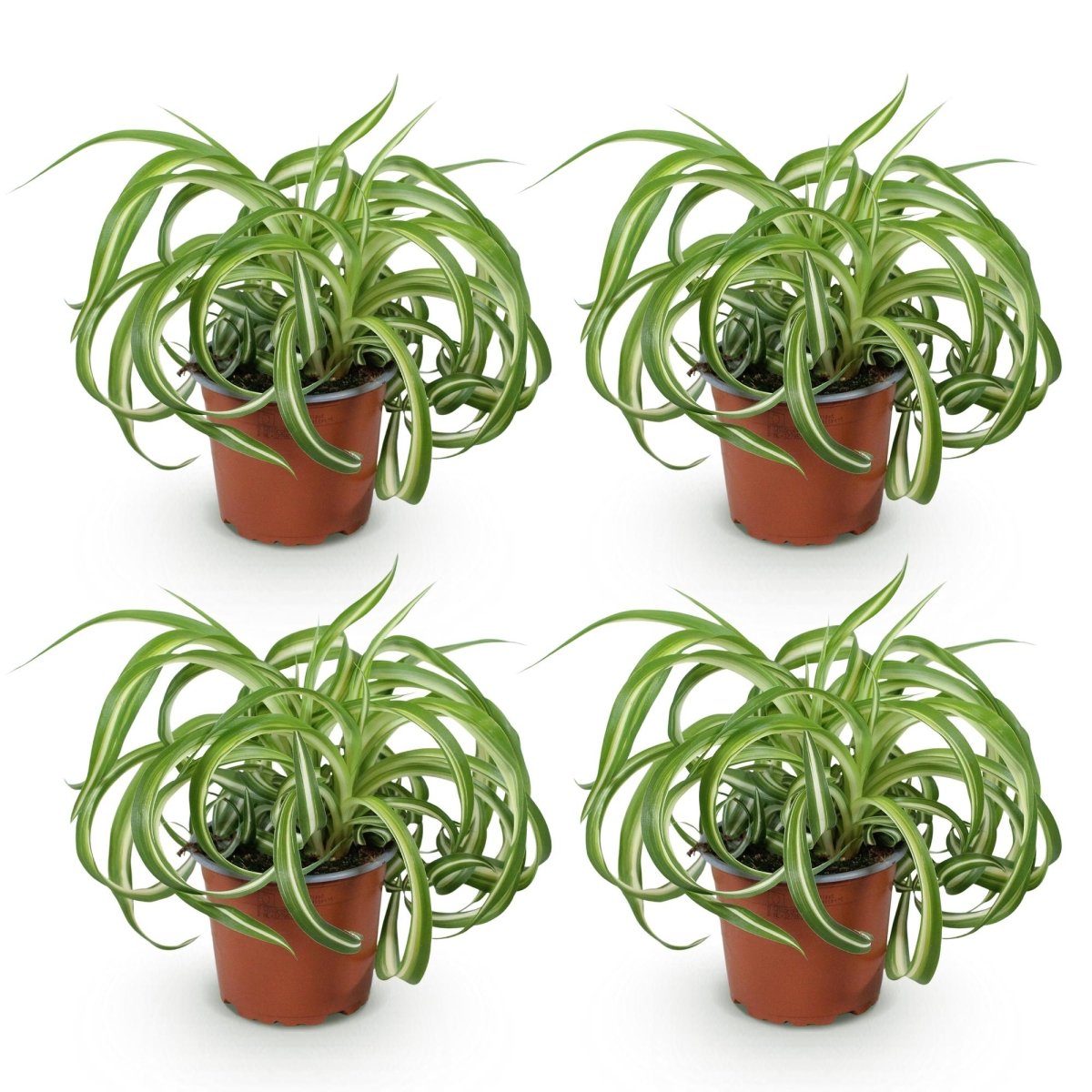 Chlorophytum comosum Bonnie - Krullende Graslelie -4 Planten - Hoogte 20-25cm-Plant-Planten Magie