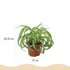 Chlorophytum comosum Bonnie - Krullende Graslelie -4 Planten - Hoogte 20-25cm-Plant-Planten Magie