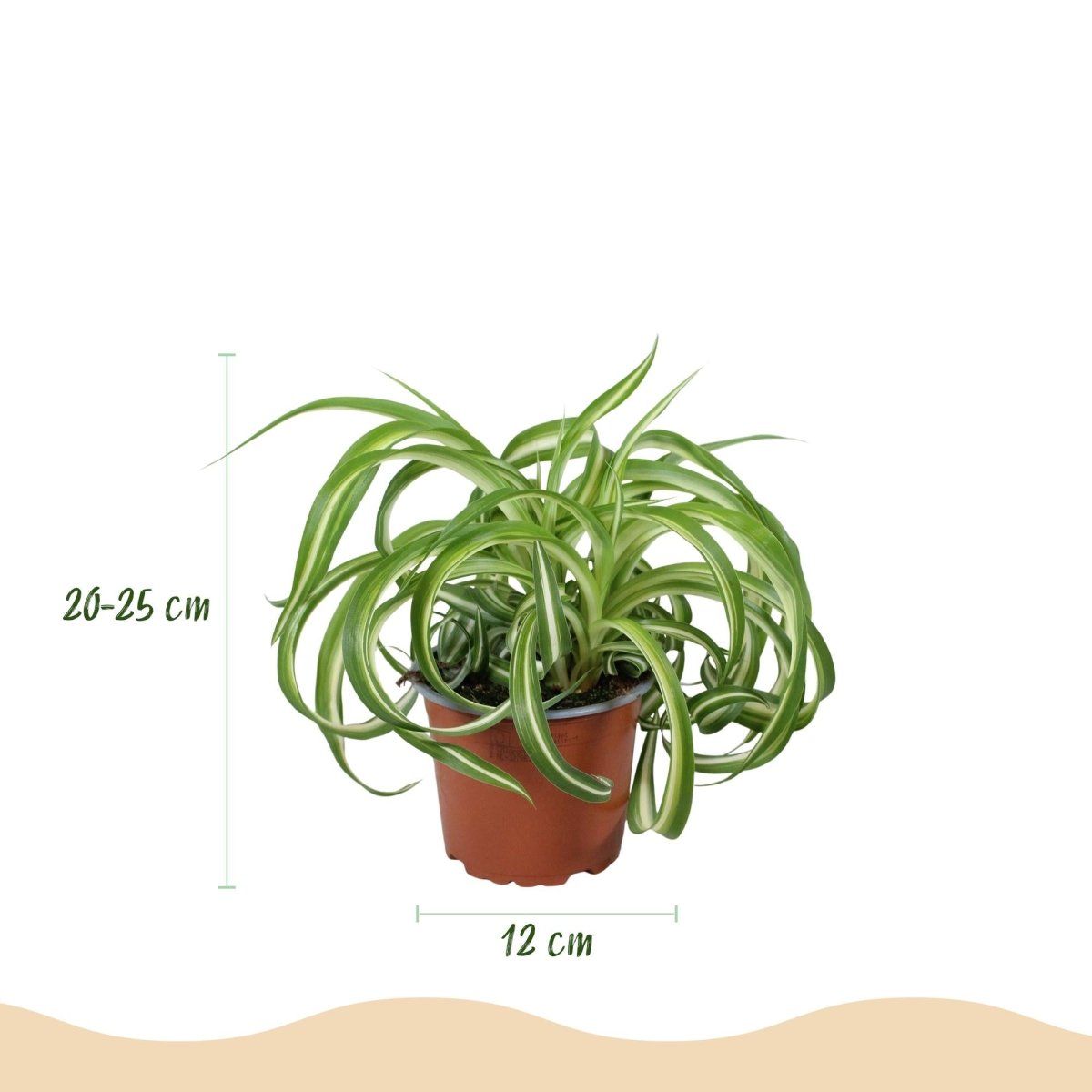 Chlorophytum comosum Bonnie - Krullende Graslelie -4 Planten - Hoogte 20-25cm-Plant-Planten Magie