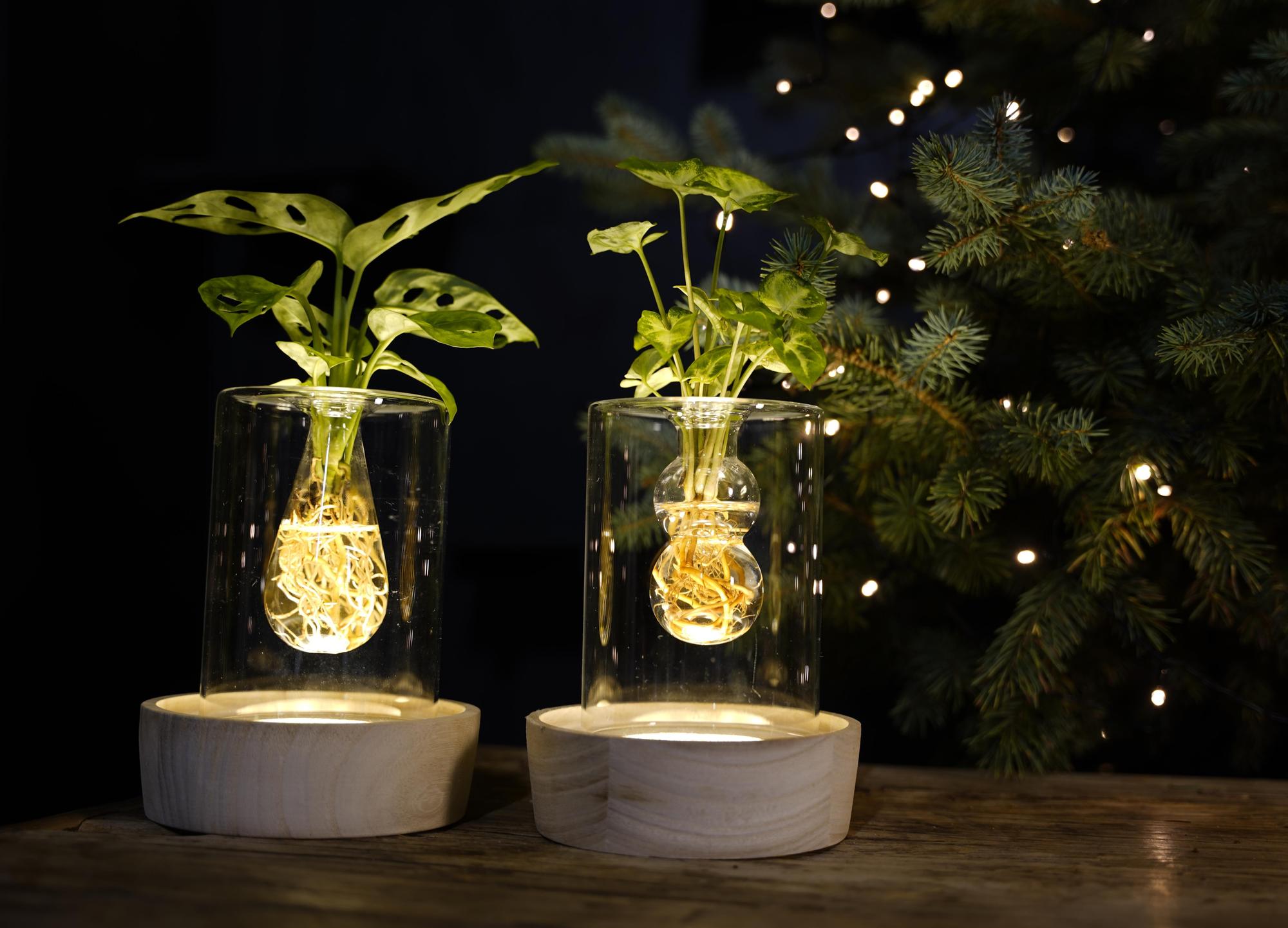 Christmas | MIX In Sydney Glas + LED - 1 stuk - Ø7cm - ↕20cm-Planten-Planten Magie
