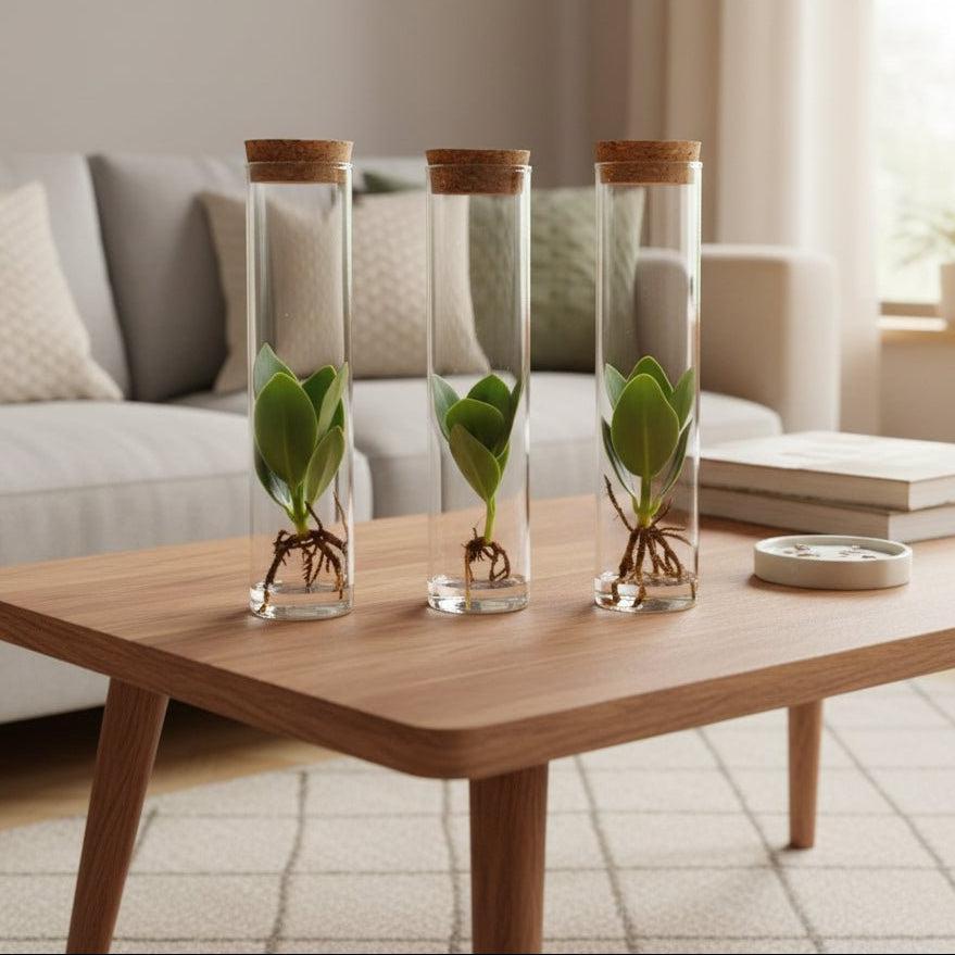 Clusia in Tube Glas - 3 stuks - Ø5cm - ↕15cm-Plant-Planten Magie