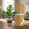 Clusia Rosea Princess - Ø17cm - ↕60cm-Plant-Planten Magie
