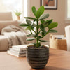 Clusia Rosea Princess - Ø17cm - ↕60cm-Plant-Planten Magie