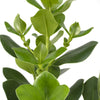 Clusia Rosea Princess - Ø17cm - ↕60cm-Plant-Planten Magie