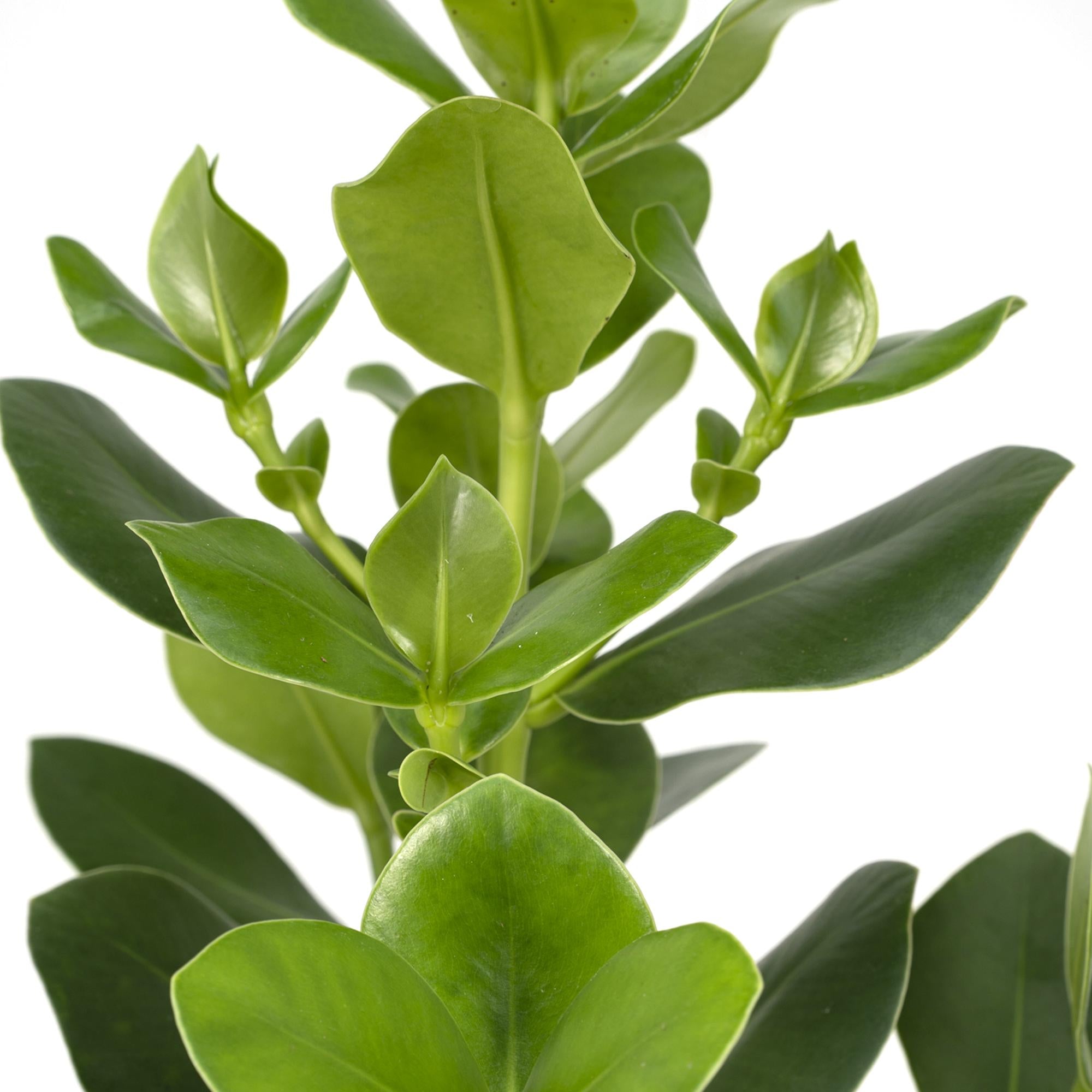 Clusia Rosea Princess - Ø17cm - ↕60cm-Plant-Planten Magie
