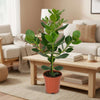 Clusia Rosea Princess - Ø17cm - ↕60cm-Plant-Planten Magie