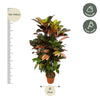 Codiaeum (Croton) Iceton vertakt - 110 cm - Ø24cm-Plant-Planten Magie