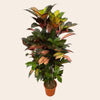 Codiaeum (Croton) Iceton vertakt - 110 cm - Ø24cm-Plant-Planten Magie