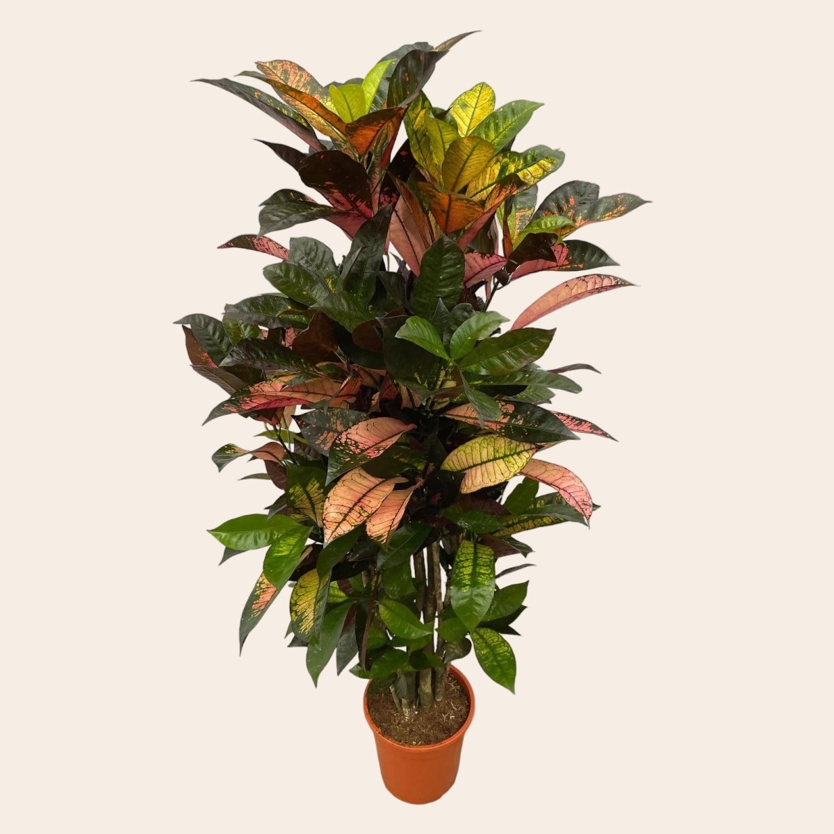Codiaeum (Croton) Iceton vertakt - 110 cm - Ø24cm-Plant-Planten Magie