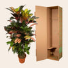 Codiaeum (Croton) Iceton vertakt - 110 cm - Ø24cm-Plant-Planten Magie