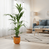 Combi deal - Kentia palm inclusief elho Jazz Round geel Ø26 - 160 cm-Plant-Planten Magie
