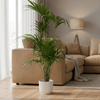 Combi deal - Kentia palm inclusief elho Jazz Round geel Ø26 - 160 cm-Plant-Planten Magie