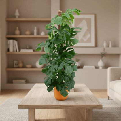 XL Monstera () direct een volle, groene woonkamer Grote Kamerplant – 150 cm – Ø26 cm